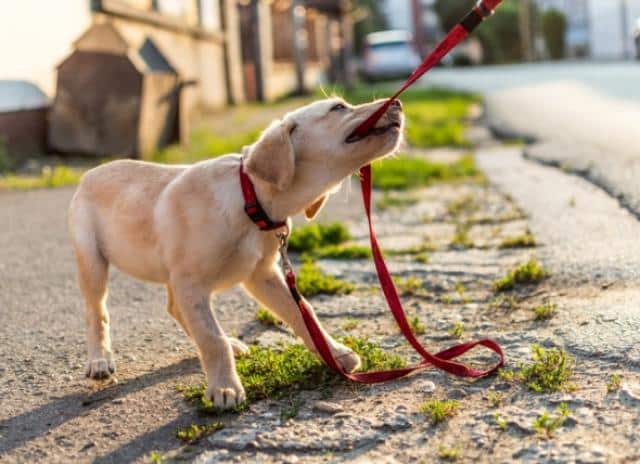 when can a puppy learn to fetch